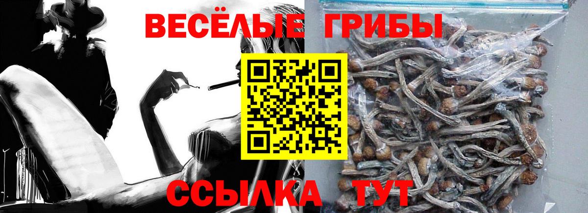 Псилоцибиновые грибы Psilocybe  Вход с VPN  Боровичи 